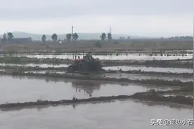 延边水稻五月末种植，一年一茬山泉水灌溉早晚温差大，日照时间长