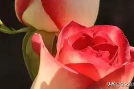 送你九十九朵玫瑰花图片