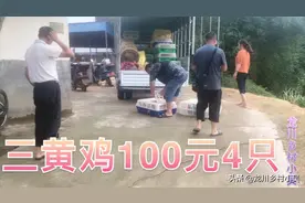 龙川乡村最近的鸡好便宜100元4只，你们敢去抓来吃吗。