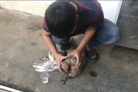 几十度的米酒，喂给鸡喝，看看鸡醉了没？