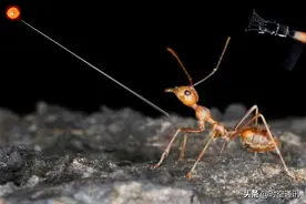 蚂蚁和宇宙飞船比赛，蚂蚁爬到太阳与飞船飞到宇宙边际哪个更快？图片