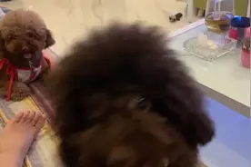 会叫妈妈的狗狗