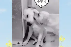 狗狗睡觉梦游 被妈妈在梦中怼醒 原来只是梦一场