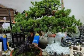一颗五针松的复型过程！图片