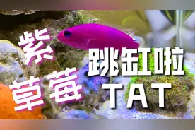 海水鱼从一米多高纵身而跃，剩下半条命，看看还能不能抢救一下视频封面
