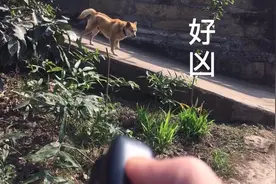 39元买的超声波驱狗器，把狗惹急了，追了我三条街视频封面