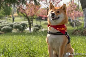 活泼可爱的小柴柴图片