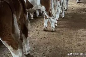 西门塔尔牛好不好自己看图片