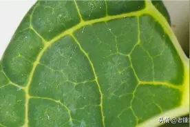 鲜嫩木瓜叶。微距照片。图片