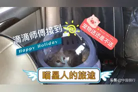 滴滴司机接到订单送一只喵星人宠物猫怎么办？可能是愉快的旅途视频封面
