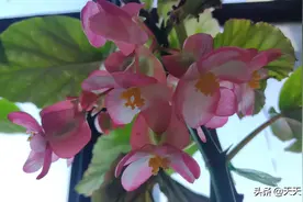 大叶野海棠，花开正浓。图片