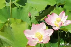 《荷塘月色》创作地图片