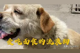 流浪狗开始挑食了，不吃狗粮和米饭，只吃面食，真是只北方狗狗呀视频封面