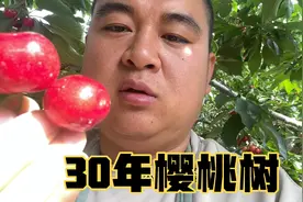 甘肃樱桃开园采摘，30年樱桃树结的果咋样？每天吃樱桃太烦恼了！视频封面