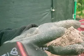 盆景生桩用这样的河沙，才能提高成活率，一定看看哦视频封面