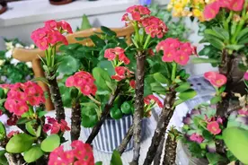 家庭养虎刺梅，满足三点，常施两种肥，一年365天天天都开花
