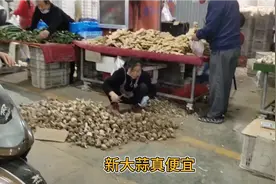 石家庄这个菜市场蔬菜真便宜，新大蒜10块钱能买一大堆，真值！视频封面