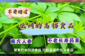 不老长寿草 早已列入星火计划 多种保健茶里都有它 降脂减肥好手视频封面