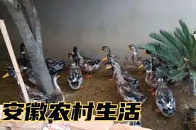 一个视频见证鸭子的成长，三个月时间从小鸭子变成大肥鸭视频封面