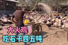 农村小伙养殖火鸡有绝招，四五吨石子撒给火鸡吃，帮助消化又补钙视频封面