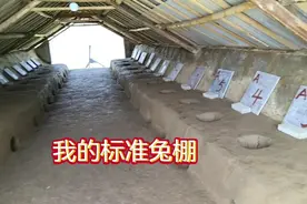 搭简易的棚，做兔子喜欢的窝。视频封面