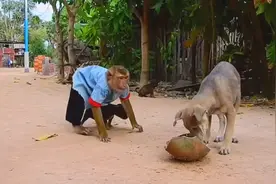 万物有灵性第2集｜猴子给狗狗喂食找虱子，并驱赶抢食者