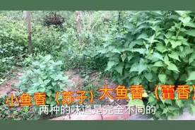 择耳根和鱼香叶都是气味特殊的食物！爱吃的人才知道有多好吃！