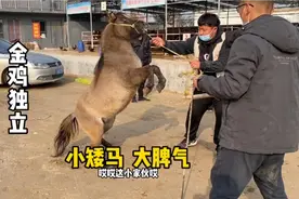 马也是有性格的，今天这几匹马一匹一个样，都是桀骜不驯的样子视频封面