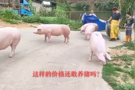 实拍广东茂名农村卖猪，19头猪卖了36900元，这样的价格赚了吗视频封面