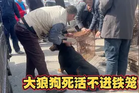 大狼狗死活不进铁笼，面对犬主强行硬塞，无奈力不从心视频封面
