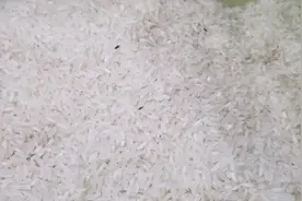 大米生虫不要怕，米店老板教我一招，虫子跑光光，太实用了视频封面