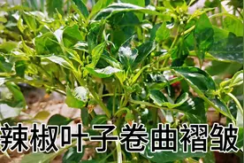 辣椒叶子出现卷曲褶皱的原因，以及解决的方法视频封面