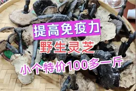 经常喝灵芝水灵芝汤身体免疫力强，几年不感冒，小灵芝100多一斤视频封面