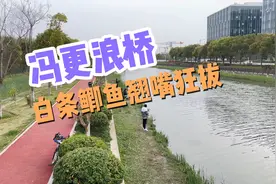 冯更浪桥，上海长宁区第一网红野钓点，白条鲫鱼翘嘴狂拔！视频封面