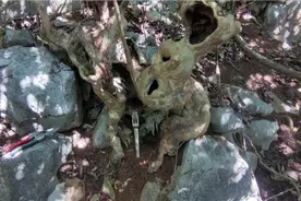 古朴苍老的紫薇老树桩，缕空多舍利，精品盆景素材，太漂亮了视频封面