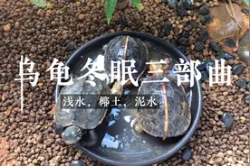 【养龟小技巧】～千呼万唤的乌龟冬眠最全讲解来了，你不得不看！视频封面