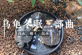 【养龟小技巧】～千呼万唤的乌龟冬眠最全讲解来了，你不得不看！视频封面