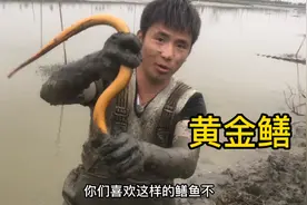 黄金鳝又叫金鳝，十年都难得一见，黄鳝中的极品鳝鱼！！