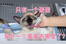 只长了“一个蛋蛋”的猫？？？