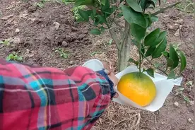 这耙耙柑树就结一个，可爱不？视频封面
