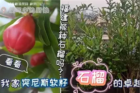 福建能种植石榴吗？看看突尼斯软籽石榴在我家楼顶果园的卓越表现