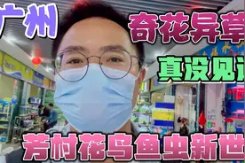 广州芳村花鸟鱼虫真便宜 一缸鱼卖10块？鸟语花香鱼美 一天逛不完视频封面