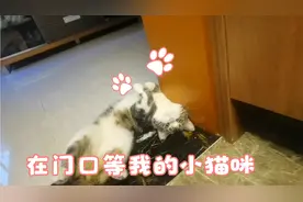 小猫咪真的有时间概念，每天到点都在门口等我回家~视频封面