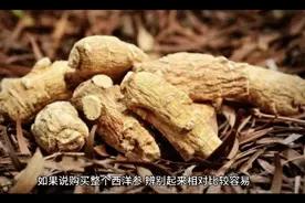 教你几招辨别西洋参视频封面