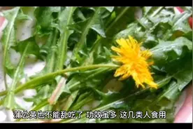 蒲公英茶正确饮法视频封面