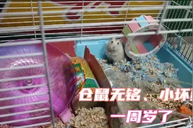 给仓鼠过生日，懒铲屎官才发现仓鼠小坏蛋长了肿瘤😭，该如何治疗视频封面