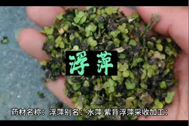 中药浮萍的作用与功效。@西瓜视频创作中心 @徐老今日讲视频封面