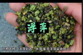 中药浮萍的作用与功效。@西瓜视频创作中心 @徐老今日讲视频封面