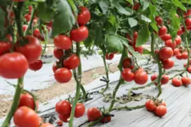 自制红糖酵母营养液，生根、壮苗又增产，实惠又好使