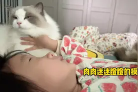 超温柔布偶猫来叫起床，果然一点起床气也没有视频封面